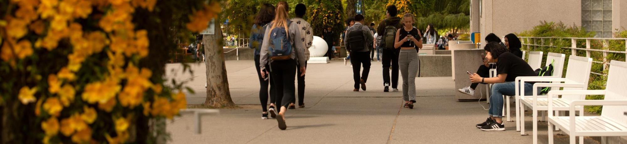 On campus near the Shields Library